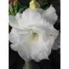 Adenium Obesum Cv.numchok White Blanc - Taille Caudex D'environ 2000g 25/30cm Très Gros Caudex -Jardin Harmonie Soldes Boutique 6403924f4bce61.20794719