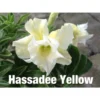 Adenium Obesum Cv.hussadee Yelow Blanc - Taille Caudex D'environ 300g 20/25cm