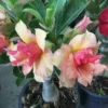 Adenium Obesum Cv.sherbet Jaune Et Rouge - Taille Caudex D'environ 300g 20/25cm
