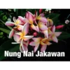 Plumeria Rubra "nung Nai Jakawan" (frangipanier) Taille Pot De 2 Litres ? 20/30 Cm - Blanc/jaune/rose