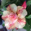 Adenium Obesum Cv.ruong Thong Jaune Rose - Taille Caudex D'environ 300g 20/25cm -Jardin Harmonie Soldes Boutique 64039258a53b73.15079092