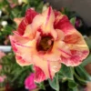Adenium Obesum Cv.maree R Orange - Taille Caudex D'environ 300g 20/25cm
