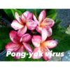 Plumeria Rubra "pong Yok Virus" (frangipanier) Taille Pot De 2 Litres ? 20/30 Cm - Blanc/jaune/rose -Jardin Harmonie Soldes Boutique 6403925e188ff8.41427186