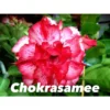 Adenium Obesum Cv Chokrasamee Rouge - Taille Caudex D'environ 2000g 25/30cm Très Gros Caudex -Jardin Harmonie Soldes Boutique 64039261411f51.97874034