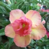 Adenium Obesum Cv.peach Jaune Rose - Taille Caudex D'environ 2000g 25/30cm Très Gros Caudex -Jardin Harmonie Soldes Boutique 64039262d8b5c6.97043666