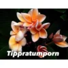 Plumeria Rubra "tippratumporn" (frangipanier) Orange - Taille Pot De 2 Litres ? 20/30 Cm 1 Plumeria Rubra "tippratumporn" (frangipanier) Orange - Taille Pot De 2 Litres ? 20/30 Cm -Jardin Harmonie Soldes Boutique 64039264b0b160.04827573