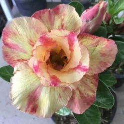 Adenium Obesum Cv.prarod Meri Jaune Rose - Taille Caudex D'environ 300g 20/25cm -Jardin Harmonie Soldes Boutique 64039269a07e61.70167482