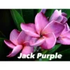 Plumeria Rubra "jack Purple" (frangipanier) Taille Pot De 2 Litres ? 20/30 Cm - Violet -Jardin Harmonie Soldes Boutique 6403926b357d01.74623251