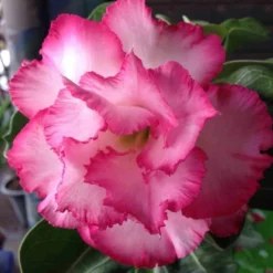 Adenium Obesum Cv.leera Pink Rose - Taille Caudex D'environ 2000g 25/30cm Très Gros Caudex -Jardin Harmonie Soldes Boutique 640392709072b9.77914325