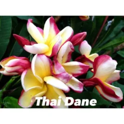 Plumeria Rubra "thai Dane" (frangipanier) Taille Pot De 2 Litres ? 20/30 Cm - Tricolor