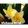 Plumeria Rubra "vichanu Gold" (frangipanier) Jaune - Taille Pot De 2 Litres ? 20/30 Cm -Jardin Harmonie Soldes Boutique 64039273ae76d6.66449483