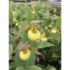 Cypripedium "kristy Lyn" (orchidées Terrestres) Taille Pot De 1 Litre - 0/60 Cm -Jardin Harmonie Soldes Boutique 6403941d9a50e4.73438239