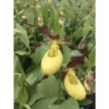Cypripedium "otto" (orchidées Terrestres) Taille Pot De 1 Litre - 0/60 Cm -Jardin Harmonie Soldes Boutique 6403941f047f91.99685848