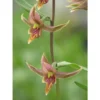 Epipactis Gigantea Taille Pot De 1 Litre - 0/60 Cm - Rouge -Jardin Harmonie Soldes Boutique 640394205de6e1.81832340