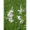 Bletilla Striata "alba" Blanc - Taille Pot De 1 Litre ? 30/40 Cm -Jardin Harmonie Soldes Boutique 64039424944460.63444055