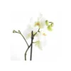 Phalaenopsis Hybride Blanche (orchidée Papillon) Taille Pot De 2 Litres - 60/80 Cm -Jardin Harmonie Soldes Boutique 64039425b3e774.85714987