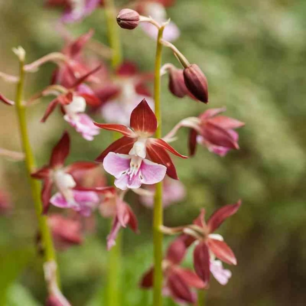 Calanthe Kozu Rose - Taille Pot De 1 Litre - 0/60 Cm 3 Calanthe Kozu Rose - Taille Pot De 1 Litre - 0/60 Cm