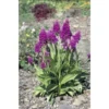 Dactylorhiza Purpurella Taille Pot De 1 Litre - 0/60 Cm -Jardin Harmonie Soldes Boutique 6403942b847452.91646755