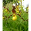 Cypripedium Parviflorum (orchidées Terrestres) Taille Pot De 1 Litre - 0/40 Cm -Jardin Harmonie Soldes Boutique 6403942cca30d6.89897054