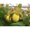 Cypripedium "inge" (orchidées Terrestres) Taille Pot De 1 Litre - 0/60 Cm -Jardin Harmonie Soldes Boutique 6403943074c409.25120196