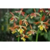 Calanthe Takane Jaune - Taille Pot De 1 Litre - 0/60 Cm -Jardin Harmonie Soldes Boutique 64039431a305e8.36075581