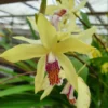Bletilla Striata "yellow" Jaune - Taille Pot De 1 Litre ? 30/40 Cm -Jardin Harmonie Soldes Boutique 640394342480a8.79469379