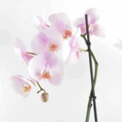 Phalaenopsis Hybride Rose Clair (orchidée Papillon) Taille Pot De 2 Litres - 60/80 Cm