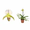 Paphiopedilum Hybride (sabot De Venus) Taille Pot De 0.5 Litre - 20/30 Cm -Jardin Harmonie Soldes Boutique 64039437dc0f30.26841111