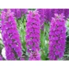 Dactylorhiza Foliorella Taille Pot De 1 Litre - 0/60 Cm -Jardin Harmonie Soldes Boutique 64039439288bc5.13603316