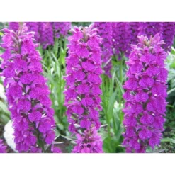 Dactylorhiza Foliorella Taille Pot De 1 Litre - 0/60 Cm