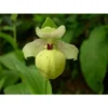 Cypripedium Flavum (orchidées Terrestres) Taille Pot De 1 Litre - 0/80 Cm -Jardin Harmonie Soldes Boutique 6403943ba76e90.22529127