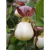 Cypripedium Kentuckiense (orchidées Terrestres) Taille Pot De 1 Litre - 0/80 Cm -Jardin Harmonie Soldes Boutique 6403943ce4fdf6.68974864