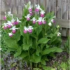 Cypripedium Reginae (orchidées Terrestres) Taille Pot De 1 Litre - 0/80 Cm -Jardin Harmonie Soldes Boutique 6403943f420937.15831716
