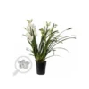 Cymbidium Hybride Blanche Taille Pot De 1 Litre ? 60/80cm -Jardin Harmonie Soldes Boutique 64039440719a47.07305609