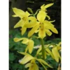 Calanthe Sieboldiana Jaune - Taille Pot De 1 Litre - 0/60 Cm -Jardin Harmonie Soldes Boutique 64039441d0ec17.56339441