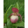 Cypripedium "sabine" (orchidées Terrestres) Taille Pot De 1 Litre - 0/60 Cm -Jardin Harmonie Soldes Boutique 640394432c6b23.04290074