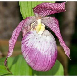 Cypripedium "sabine" (orchidées Terrestres) Taille Pot De 1 Litre - 0/60 Cm -Jardin Harmonie Soldes Boutique 640394432f9b38.41064890