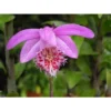 Pleione 'bulbocodiodes' Rose - Taille Pot De 1 Litre - 0/40 Cm -Jardin Harmonie Soldes Boutique 64039444a9ec87.62515312