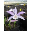 Pleione Formosana Taille Pot De 1 Litre - 0/40 Cm - Blanc Et Rose -Jardin Harmonie Soldes Boutique 64039446065fa7.36265154