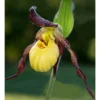 Cypripedium "emil" (orchidées Terrestres) Taille Pot De 1 Litre - 0/60 Cm -Jardin Harmonie Soldes Boutique 640394478eb604.74353989