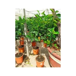 Citrus Sinensis (oranger) Blanc - Taille Pot De 4 Litres - 30/50 Cm 8 Citrus Sinensis (oranger) Blanc - Taille Pot De 4 Litres - 30/50 Cm -Jardin Harmonie Soldes Boutique 640394663e45d1.54346571