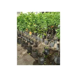 Citrus Sinensis (oranger) Blanc - Taille Pot De 4 Litres - 30/50 Cm 9 Citrus Sinensis (oranger) Blanc - Taille Pot De 4 Litres - 30/50 Cm -Jardin Harmonie Soldes Boutique 64039466471553.27725496