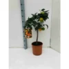 Citrus Sinensis (oranger) Blanc - Taille Pot De 4 Litres - 30/50 Cm 2 Citrus Sinensis (oranger) Blanc - Taille Pot De 4 Litres - 30/50 Cm -Jardin Harmonie Soldes Boutique 640394664b5fd9.15680431