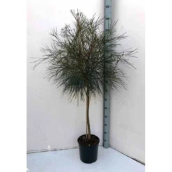 Grevillea Johnsonii (grevillea De Johnson Ou Fleur D'araignée De Johnson,) Pot De 4 Litres 50/60 Cm -Jardin Harmonie Soldes Boutique 6403954abb8df9.46854070