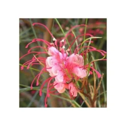 Grevillea Johnsonii (grevillea De Johnson Ou Fleur D'araignée De Johnson,) Pot De 4 Litres 50/60 Cm -Jardin Harmonie Soldes Boutique 6403954ac10fa5.53432193