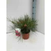 Grevillea Johnsonii (grevillea De Johnson Ou Fleur D'araignée De Johnson,) Taille Pot De 2 Litres 30/40 Cm -Jardin Harmonie Soldes Boutique 640395517625c4.61867897