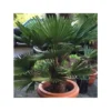 Trachycarpus Wagnerianus (palmier De Chusan, Palmier Moulin à Vent) Tronc De 50/60cm- Total 130/150cm -Jardin Harmonie Soldes Boutique 64039554bae7e3.01899717
