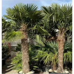 Trachycarpus Fortunei (palmier Chanvre, Palmier Moulin à Vent) Specimen Pot De 40l - Tronc 80/90 Cm - Total 180/220cm -Jardin Harmonie Soldes Boutique 640395765d10a7.48361339