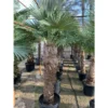 Trachycarpus Fortunei (palmier Chanvre, Palmier Moulin à Vent) Specimen 80l Stipe 200/225cm- Total 250/300cm -Jardin Harmonie Soldes Boutique 640395793a3c40.52245514