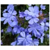 Plumbago Auriculata Syn. Plumbago Capensis (plumbago Du Cap, Dentelaire Du Cap) Taille Pot De3litres - 30/50 Cm -Jardin Harmonie Soldes Boutique 6403957f2eab01.96325030